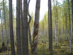 Лесной экстрим (19.09.2009)