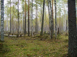 Лесной экстрим (19.09.2009)