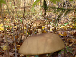 По грибы (02.10.2009)