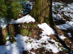 Лужи, снег, лес!!! (30.04.2010)