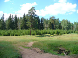 Кенский лес (23.06.2010)